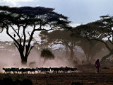 Amboseli, Kenya Plakater af Daniel Mottison