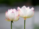 Fleur de lotus Affiches par Shin Terada
