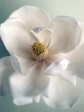 White Magnolias Prints by Ann Cutting