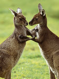 Two Kangaroos Kunst von Steve Toon