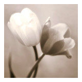 Caress Prints by Donatella Tandelli