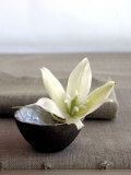 Yucca Flower Prints by Amelie Vuillon