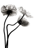 Three Poppies Posters af Stephane De Bourgies Three Poppies Posters af Stephane De Bourgies
