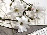 Magnolia et Lettres Pôsters por Catherine Beyler Magnolia et Lettres Pôsters por Catherine Beyler