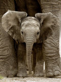 Andy Rouse - Baby Elephant Umělecké plakáty