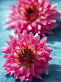 Dahlias Prints by Laurence Mouton