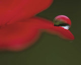 Delicious Drop Art par Mikio Watanabe