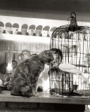 Child, Cat and Dove Posters by Robert Doisneau