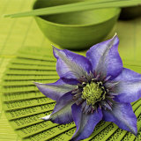 Clematile et Eventail Poster por Catherine Beyler Clematile et Eventail Poster por Catherine Beyler