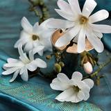 Magnolia Affiches van Catherine Beyler