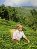 Woman Tea Picking, Goomtee Tea Estate, Kurseong, West Bengal, India Fotografie-Druck von Jane Sweeney