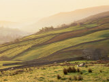 Swaledale, Yorkshire Dales, Yorkshire, England Fotografie-Druck von Steve Vidler