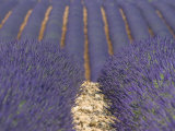 Alpes-De-Haute-Provence, Valensole, Lavendar Fields, Provence-Alpes-Cote D'Azur, France Photographic Print by Alan Copson