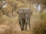 Loxodonta Africana, Lake Manyara National Park, Tanzania Photographic Print by Ivan Vdovin