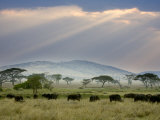 African Buffalo, Serengeti National Park, Tanzania Photographie par Ivan Vdovin