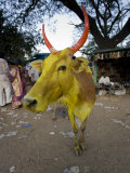Painted Cow, Mysore, Karnataka, India Photographic Print by Michele Falzone