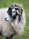 Herdwick Sheep, Borrowdale, Lake District, Cumbria, England Photographie par Doug Pearson