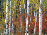 Autumn Foliage, South Dakota, USA Photographic Print by Walter Bibikow