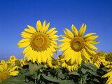 Provence, Sunflowers, France Photographic Print by Steve Vidler