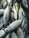 Mexico, Pacific Coast, Guerrero, Fish Lámina fotográfica por Walter Bibikow