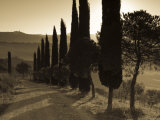 Country Road Towards Pienza, Val D' Orcia, Tuscany, Italy Fotografie-Druck von Doug Pearson