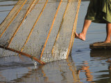 Intha Man Fishing with Cone Shaped Net, Inle Lake, Shan State, Myanmar Photographic Print by Jane Sweeney
