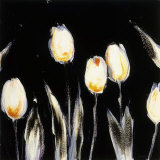 Succulent Tulips Posters by Cheryl Roberts