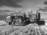 Combines and Crews Harvesting Wheat, Loading into Trucks to Transport to Storage Lámina fotográfica por Joe Scherschel Combines and Crews Harvesting Wheat, Loading into Trucks to Transport to Storage Lámina fotográfica por Joe Scherschel