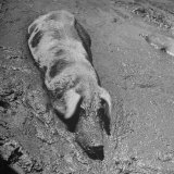 Hog Weighing 200 Lbs. Wallowing in a Mud Pile Lámina fotográfica por Bob Landry
