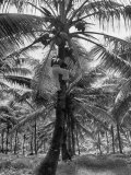Native Preparing to Harvest the Coconuts Lámina fotográfica por Eliot Elisofon Native Preparing to Harvest the Coconuts Lámina fotográfica por Eliot Elisofon