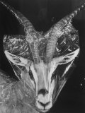 Robertsi Gazelle from Kenya Serengeti in Storage, American Museum of Natural History Lámina fotográfica de primera calidad por Margaret Bourke-White Robertsi Gazelle from Kenya Serengeti in Storage, American Museum of Natural History Lámina fotográfica de primera calidad por Margaret Bourke-White