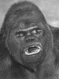 Gargantua, Giant Gorilla in 11 Ton Cage, Winter Quarters of Ringling Bros. Barnum and Bailey Circus Lámina fotográfica por Alfred Eisenstaedt