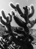 Spiny Palm Springs Cactus Lámina fotográfica por Alfred Eisenstaedt