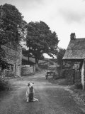 Collie Sheepdog Sitting in Road Leading Up Toward Castle Farm Owned by Beatrix Potter Premium Photographic Print by George Rodger