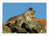 Marmot in Alaska Giclee Print by Charles Glover