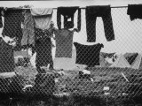 Laundry Hanging on Fence at Woodstock Music Festival Lámina fotográfica por Bill Eppridge Laundry Hanging on Fence at Woodstock Music Festival Lámina fotográfica por Bill Eppridge