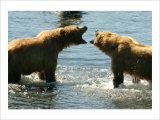 Kodiak Bear Alaska Conversation Giclee Print by Charles Glover