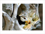 Alaska Puffin Hideout Giclee Print by Charles Glover