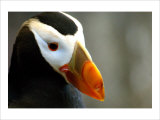 Alaska Puffin Wisdom Giclee Print by Charles Glover