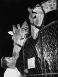 Giraffes Being Friendly with Circus Vet Lámina fotográfica por Francis Miller Giraffes Being Friendly with Circus Vet Lámina fotográfica por Francis Miller