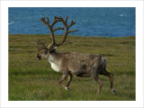Alaskan Caribou Giclee Print by Charles Glover