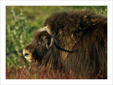 Musk Ox Bull Giclee Print by Charles Glover