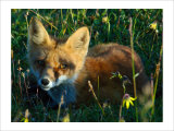 Fox in Alaska Spring Flowers Giclee Print by Charles Glover