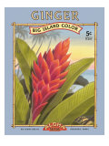 Ginger Giclee Print by Kerne Erickson
