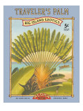 Traveler's Palm Giclee Print by Kerne Erickson