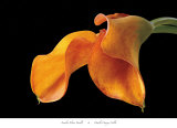 Double Orange Calla Poster par Amalia Veralli
