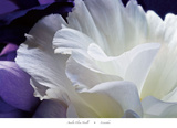 Lisianthus Poster by Amalia Veralli