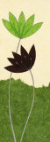 Chocolate Lotus Flower Poster by Alan Buckle