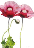 Purple Poppies Art by Annemarie Peter-jaumann