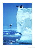 Penguins Diving Off an Iceberg Kunst av Steve Bloom
